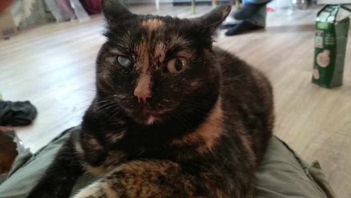 Йо хо хо и пачка вискаса!