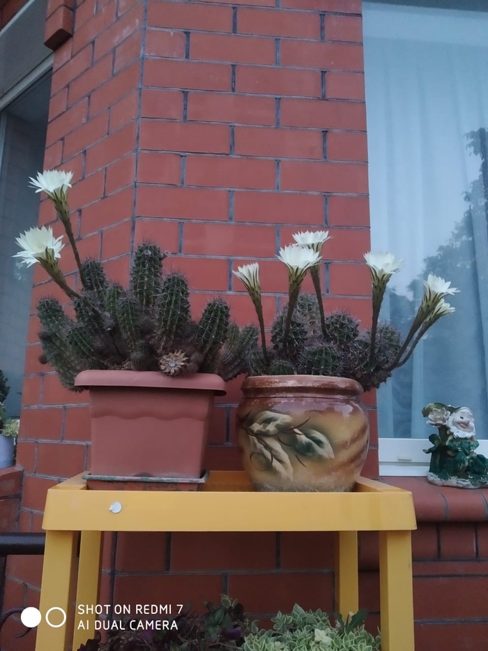 ,   ( 2) , 