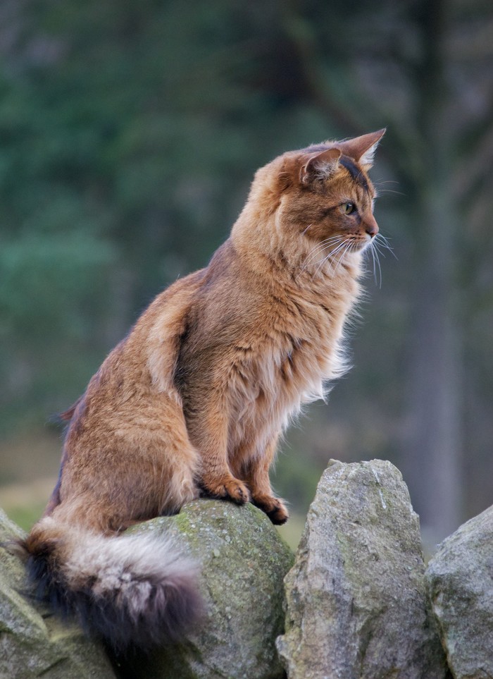 На страже своих владений...