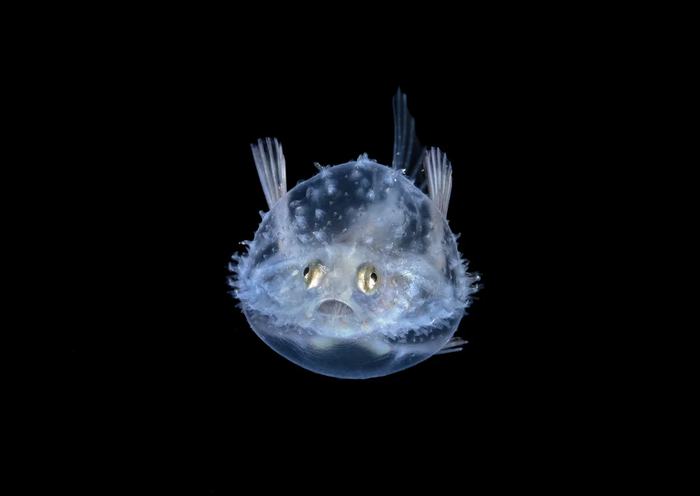 Крошечные морские существа, красота которых завораживает Природа, Подводный мир, Рыба, Море, Фотография, Яндекс Дзен, Длиннопост