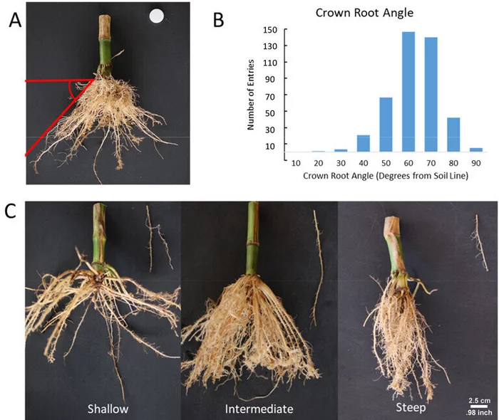 Исследователи определили ген, регулирующий угол роста корня у кукурузы Перевод, Ботаника, Растения, Корни, Генетика, Длиннопост
