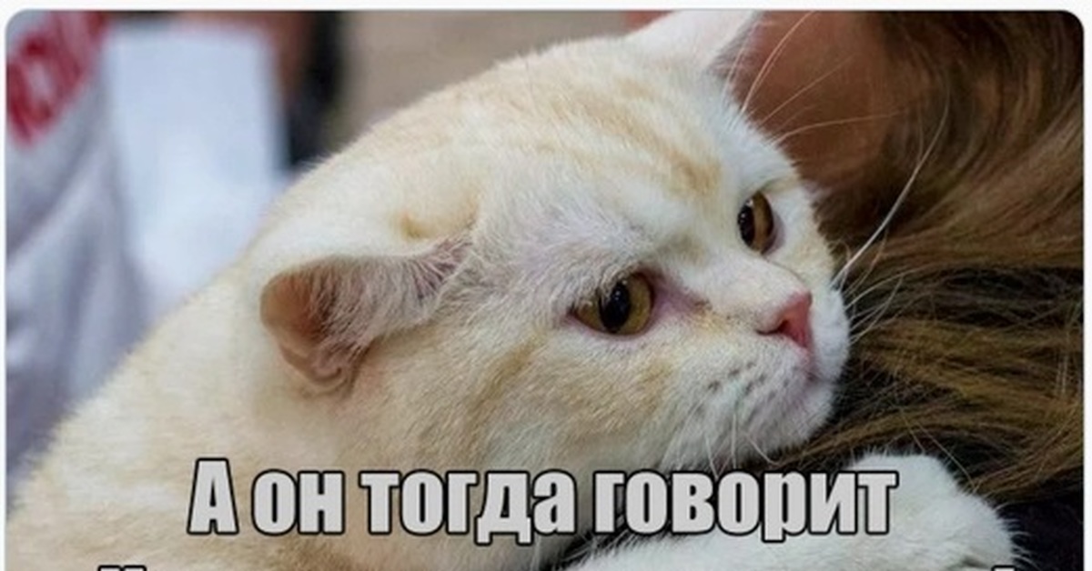 Продаете показываем красивое. Мемы про котов. Красивое Мем. Коты мемы про рыбу. Красивое кот Мем.