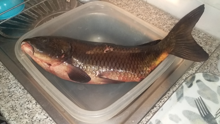 Дельта р. Или, уникальные места... Подводная охота, Рыба, Природа, Видео, Длиннопост