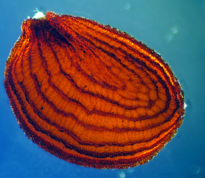 Лодочка жизни