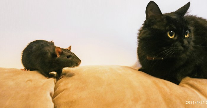 Такие разные , но друзья Домашние животные, Кот, Крыса, Друзья, Черный кот
