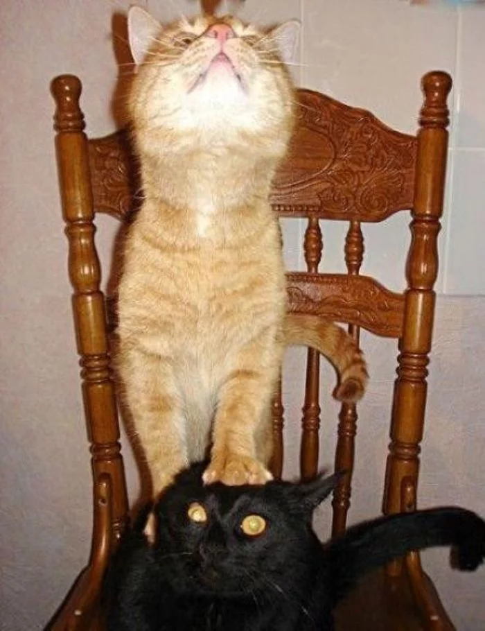 Депутатское кресло. Кот хулиган. Статусы про наглость. Наглость первое счастье. Наглость второе счастье первое я.