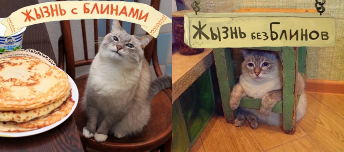 Не включай блин. Кот с блинами. Кошка блин. Кот блинчик Мем. Смешные блины.