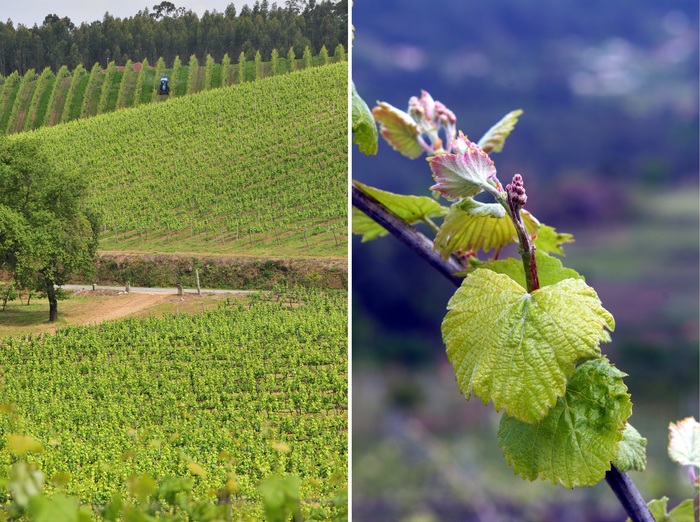 vinho verde что это значит. Смотреть фото vinho verde что это значит. Смотреть картинку vinho verde что это значит. Картинка про vinho verde что это значит. Фото vinho verde что это значит