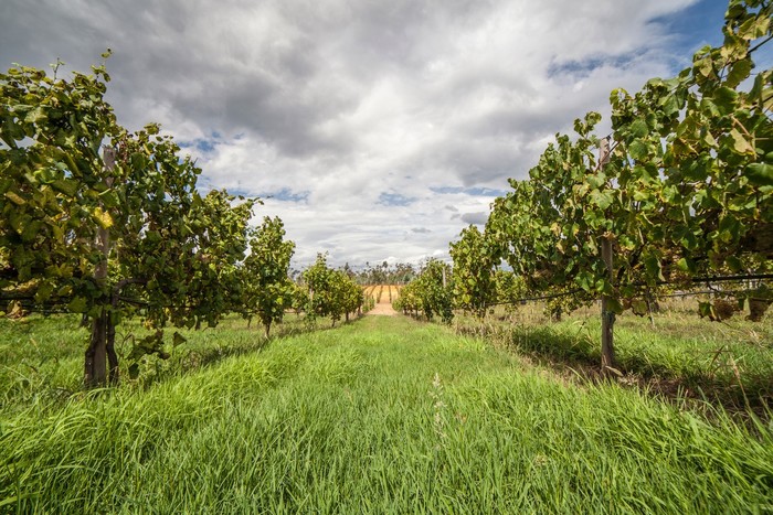 vinho verde что это значит. Смотреть фото vinho verde что это значит. Смотреть картинку vinho verde что это значит. Картинка про vinho verde что это значит. Фото vinho verde что это значит