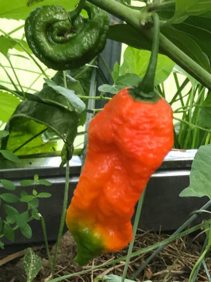 Что такое ghost pepper. Смотреть фото Что такое ghost pepper. Смотреть картинку Что такое ghost pepper. Картинка про Что такое ghost pepper. Фото Что такое ghost pepper