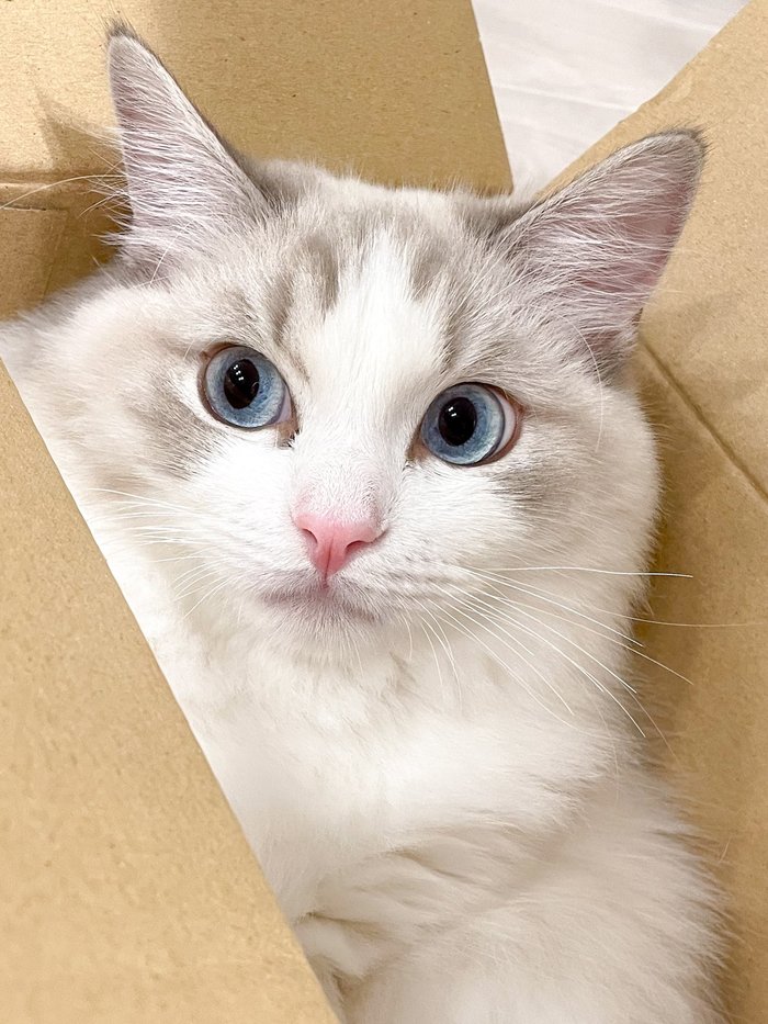 Голубоглазый в любимой коробке Кот, Фотография, Голубые глаза