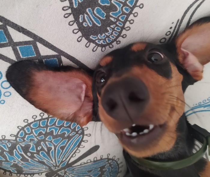 ��� ���� ������� ���