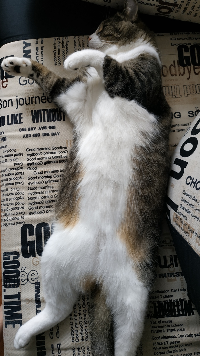 ��� ��������