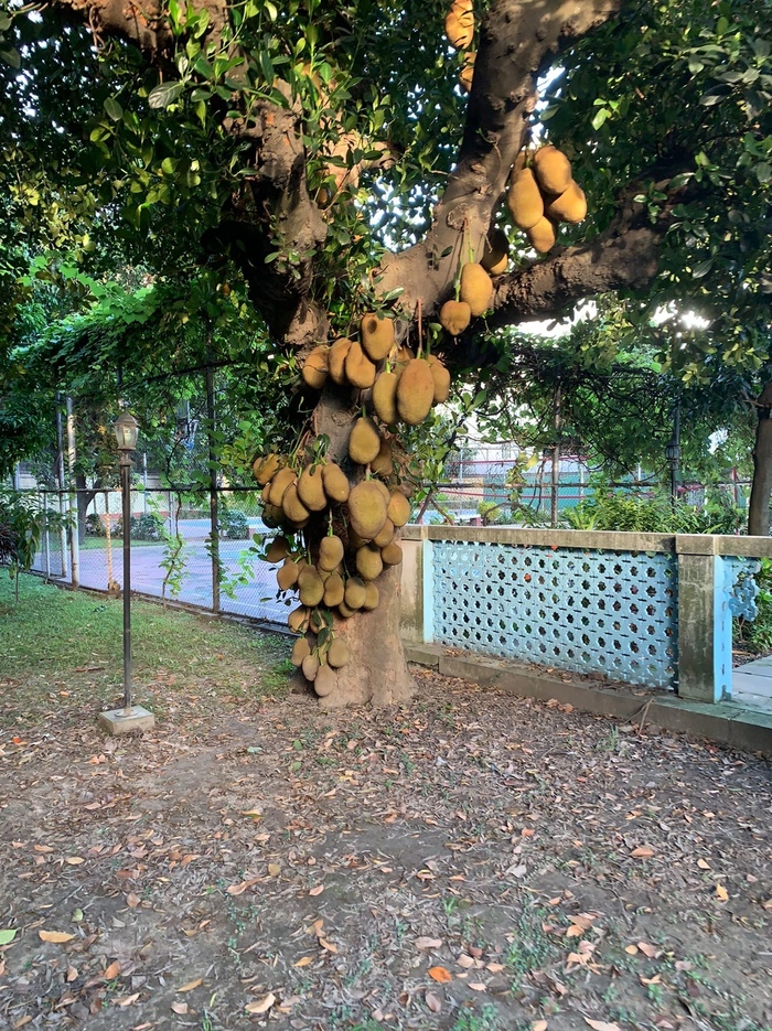 ����� ������� �����