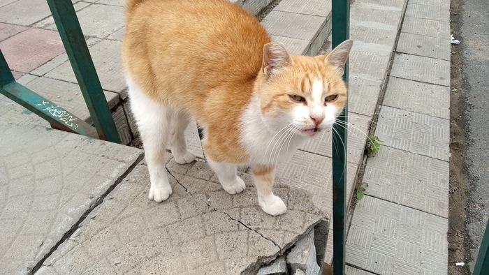 Кошка, возможно потерялась Санкт-Петербург, Потеряшка, Без рейтинга, Кот, В добрые руки, Найден кот