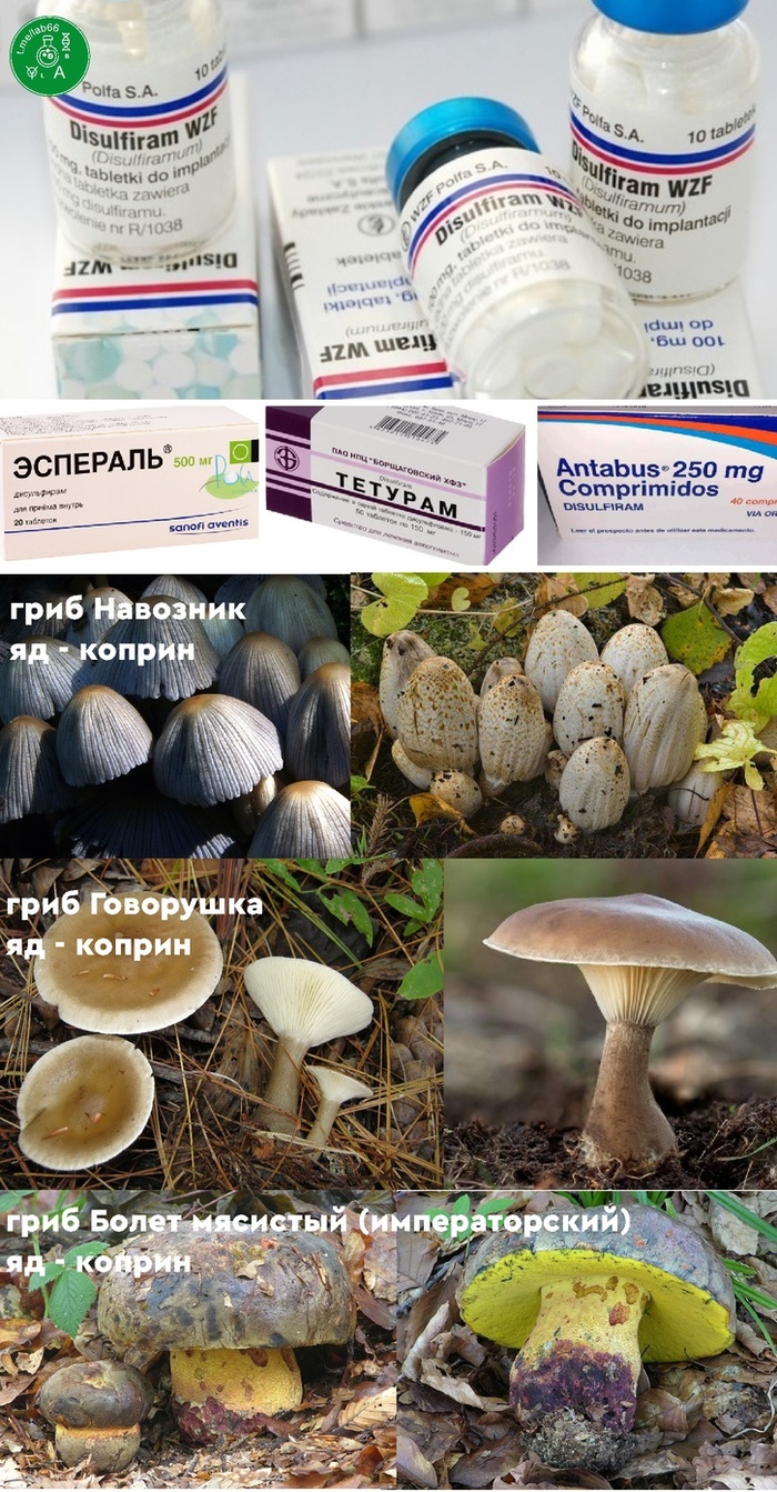 Готовимся к осени. Самые мощные токсины грибов Грибы, Токсины, Ядовитые грибы, Длиннопост
