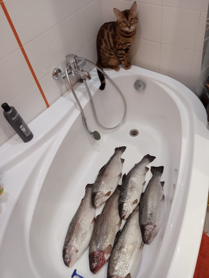 How much is the fish 