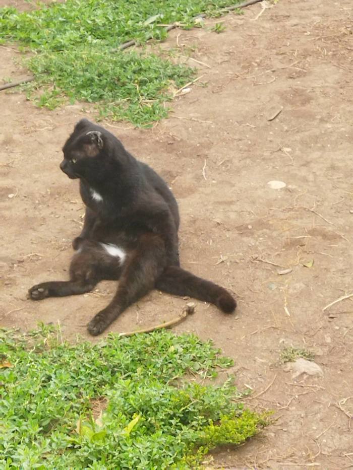 Просто кот сидит