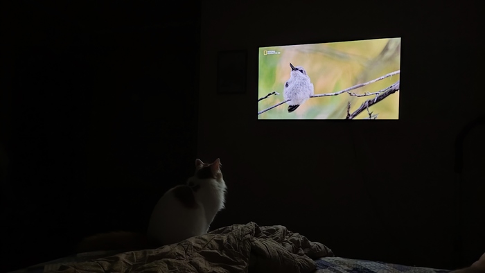 Завороженный