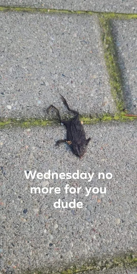   Dank Memes, , , , , It Is Wednesday My Dudes
