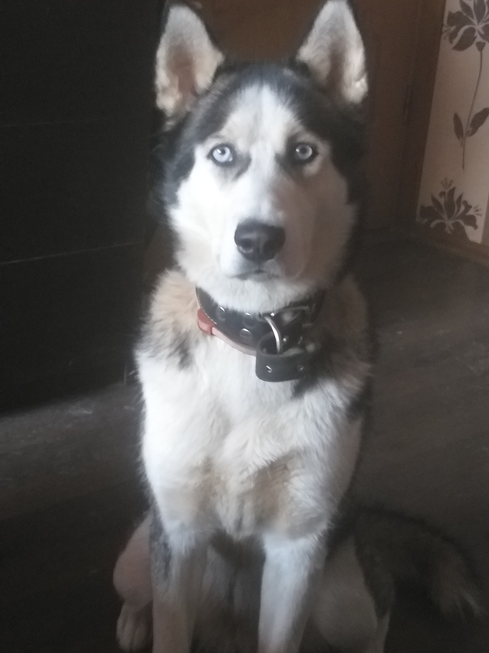 Просто собака))