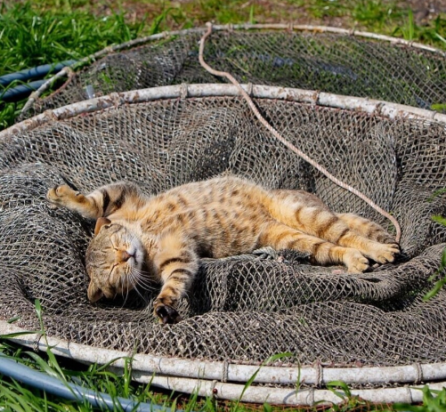 ��� ���� �� ������� �� �����)