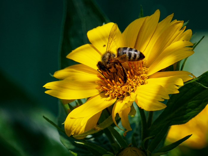 Утренний сбор