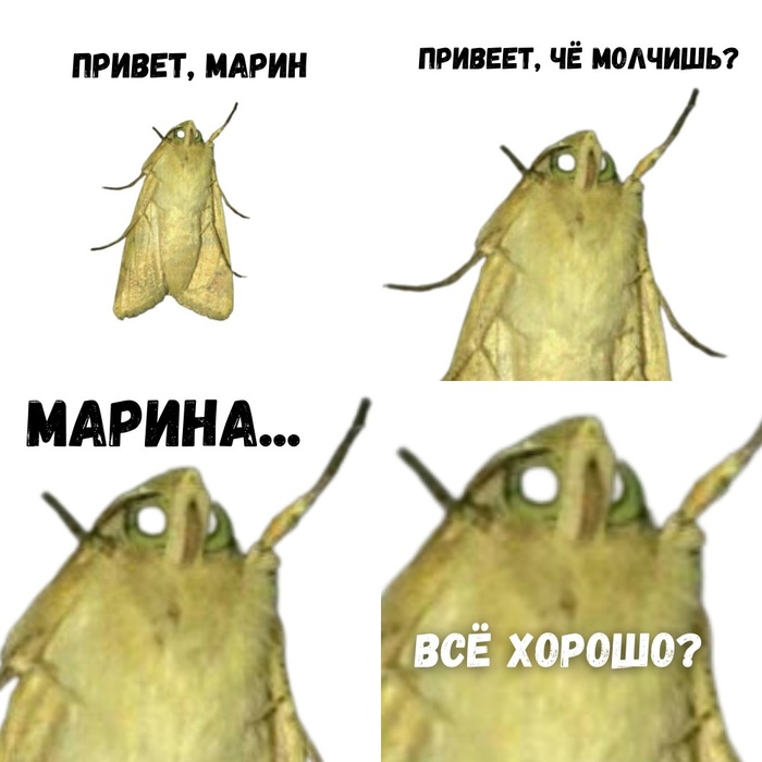 Альтернатива Наташе с котами