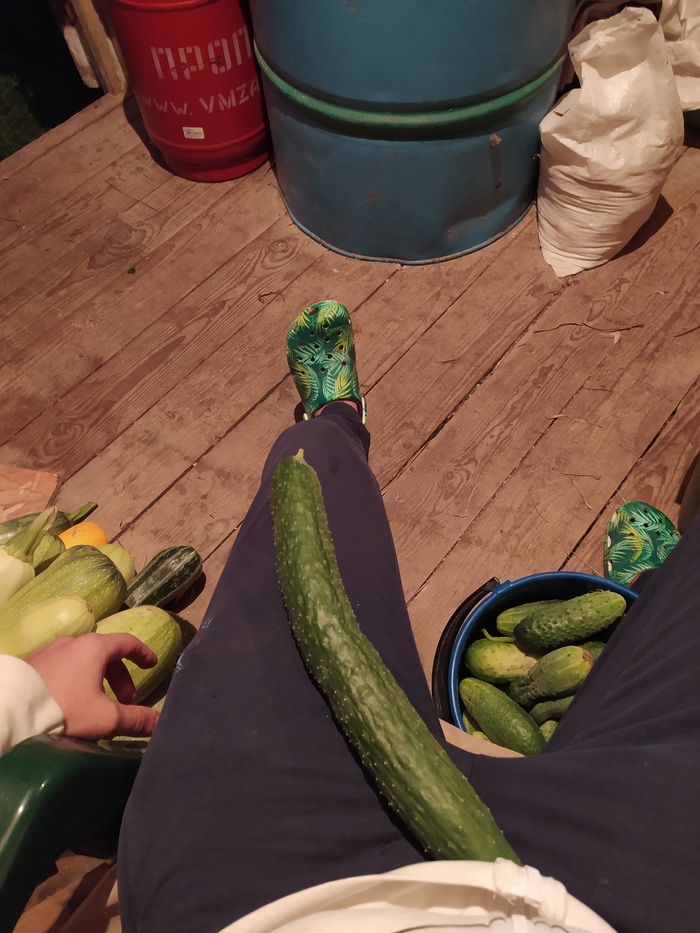 Средний урожай пикабушника