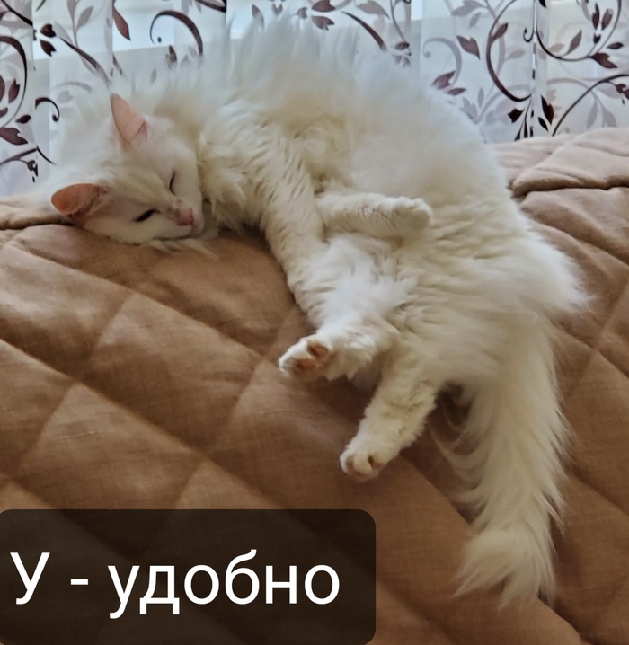� - ������