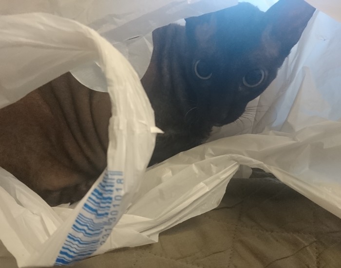 Кот в пакете