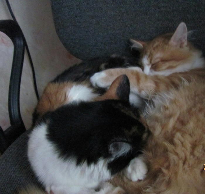 Приёмная мама