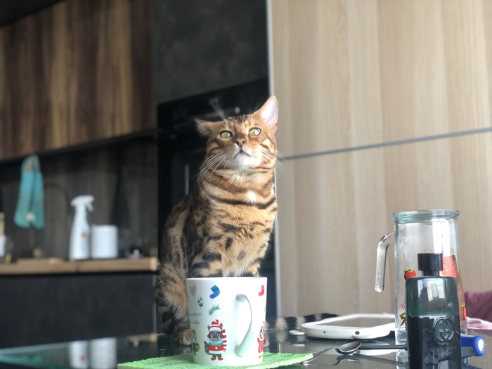 ��� ���� ��� ���� ?