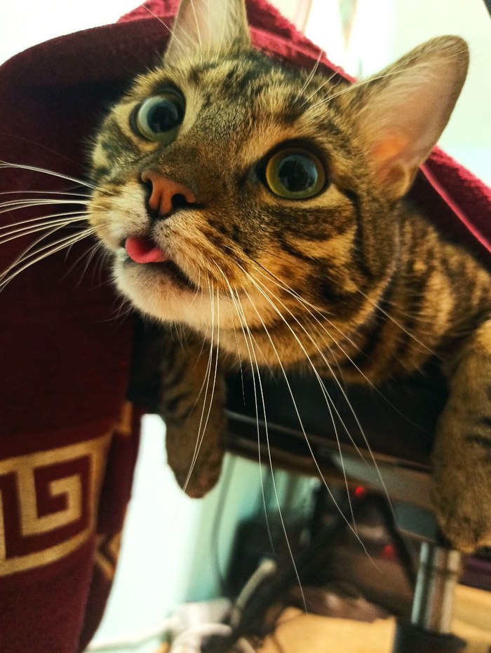 Красота по- котячему