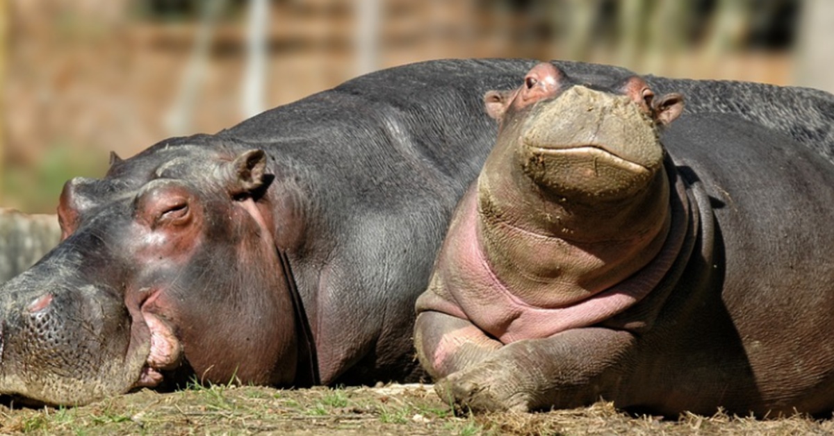 Совмещенный сонник