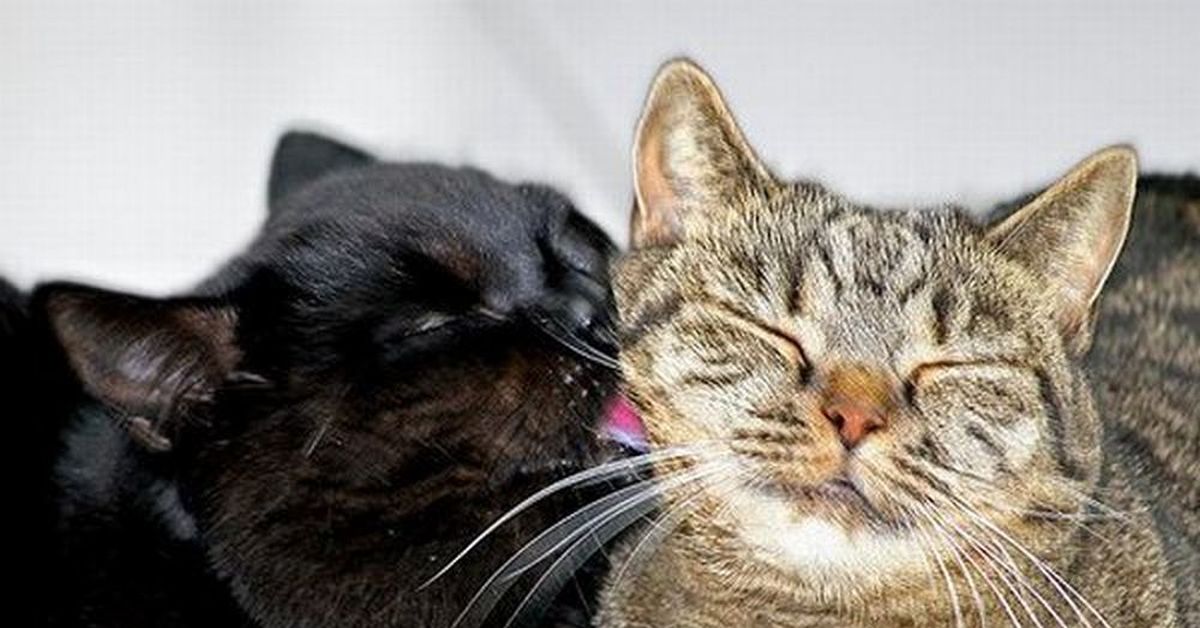 Киса между. Влюбленный котик. Кошки любовь. Влюбленные коты. Котики целуются.