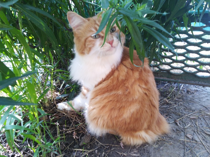 Царевну выперли из дворца (отдам кошку) Помощь, Кот, В добрые руки, Без рейтинга, Ростов-на-Дону, Ростовская область, Курильский бобтейл, Длиннопост