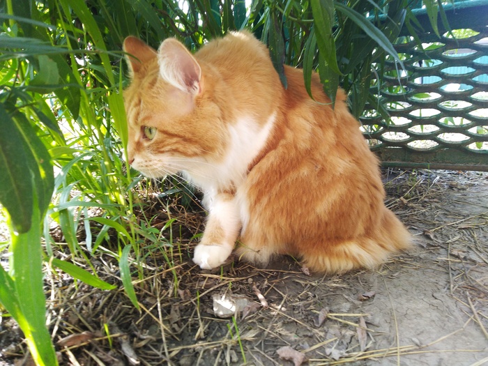 Царевну выперли из дворца (отдам кошку) Помощь, Кот, В добрые руки, Без рейтинга, Ростов-на-Дону, Ростовская область, Курильский бобтейл, Длиннопост