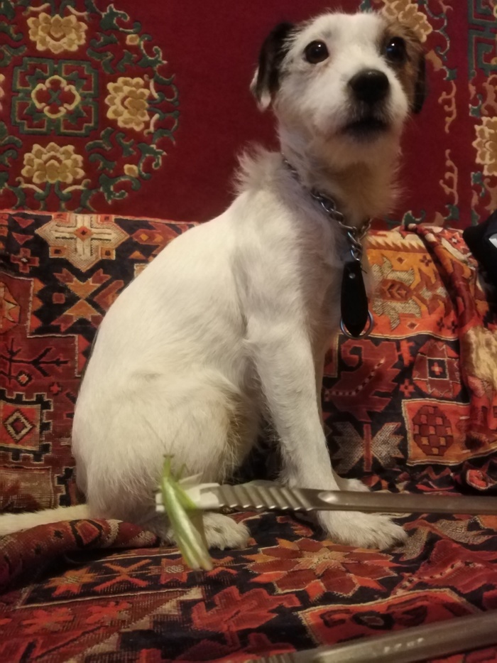 Экзотический гость Богомол, Джек-рассел-терьер, Гости, Экшн