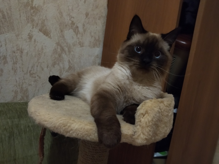 Помогите пристроить кота...Москва