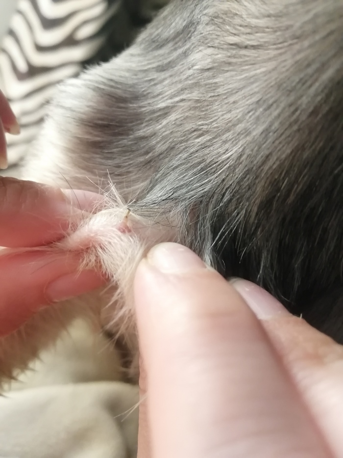 Чо-то растёт у пса