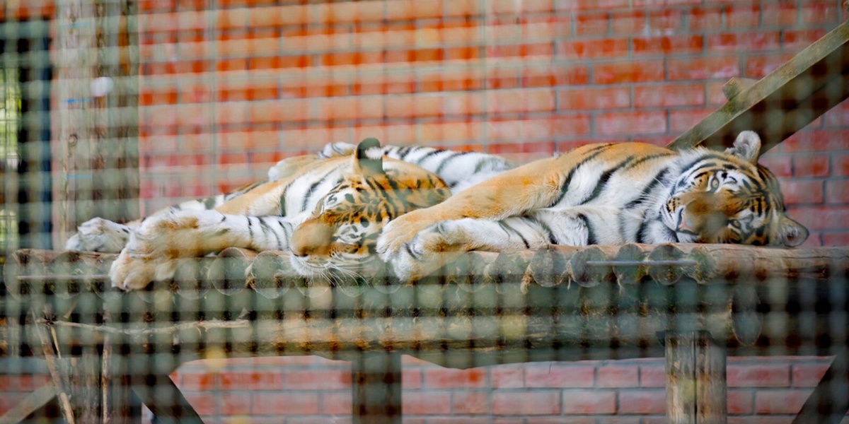 Russian zoo. Зоопарк Москва 2022. Зоопарк в Москве в апреле 2022. Зоопарки Донбасса собирают помощь.