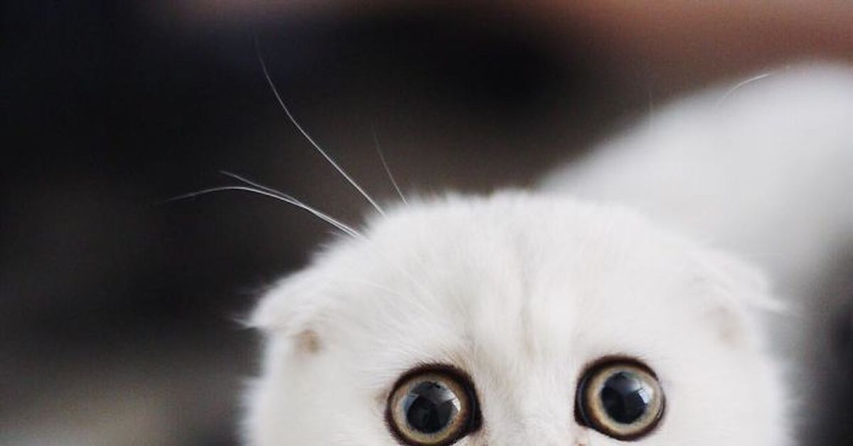 Невинно виноватая. Невинные глазки. Котенок с большими глазами. Провинившийся котенок. Невинные глаза кота.