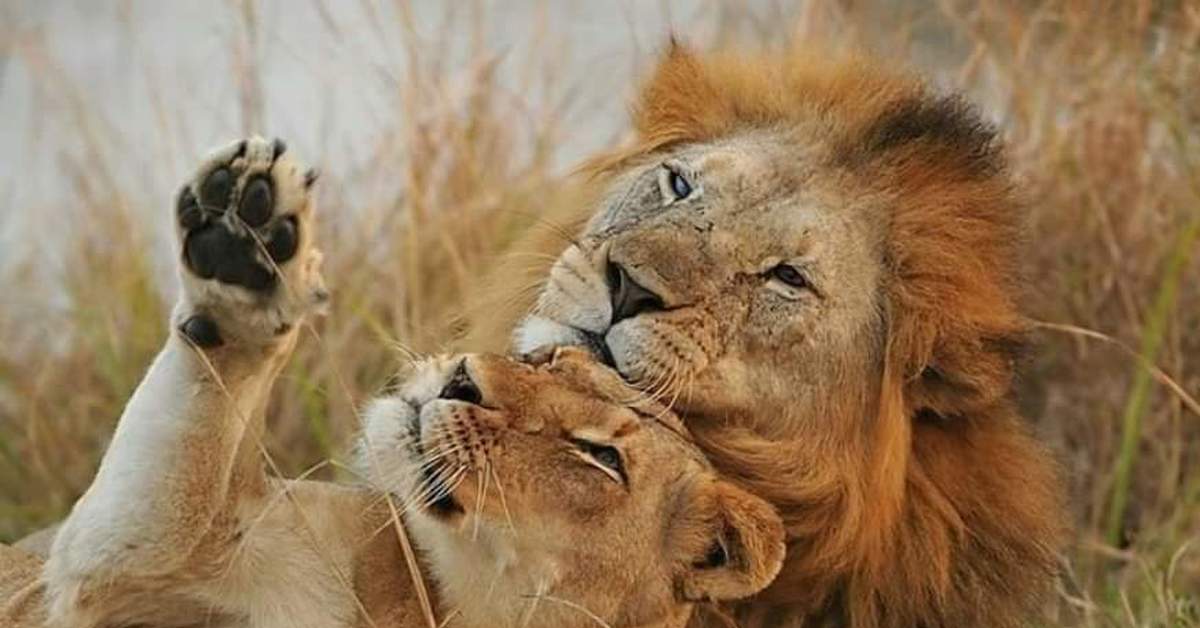 Любовный лев неделя. Львы любовь. Мой Лев. Львы лбами друг к другу. Моя львица.