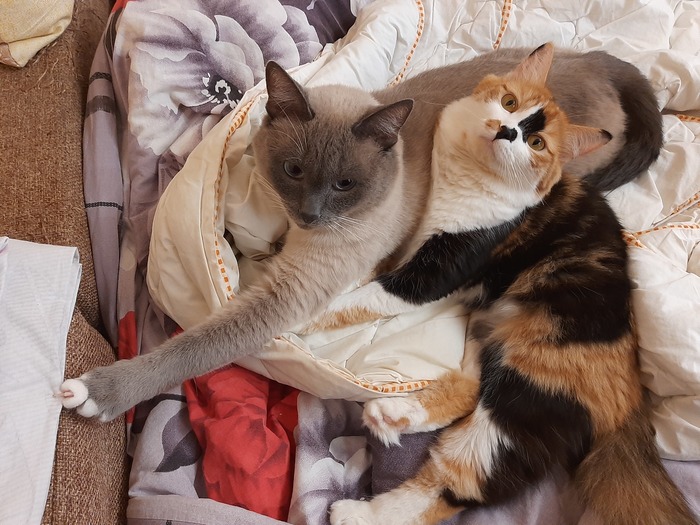 А чё? Мы птицы, вьём гнездо