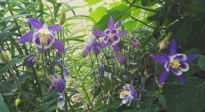 Необычные аквилегии