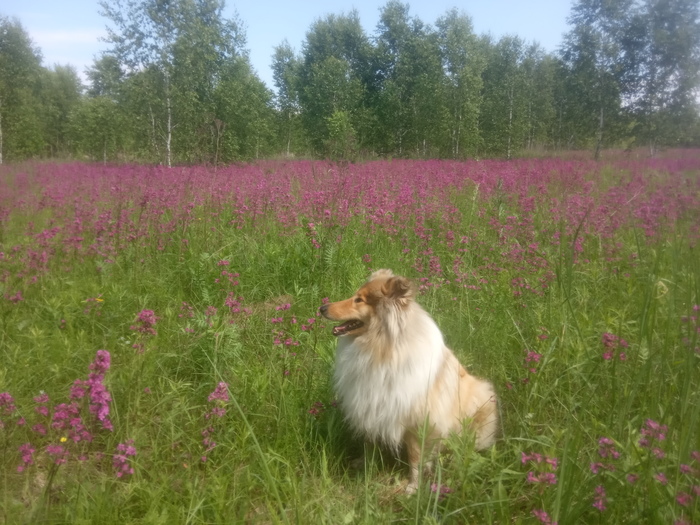 ������� ����