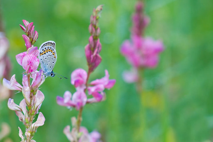 Plebejus , 