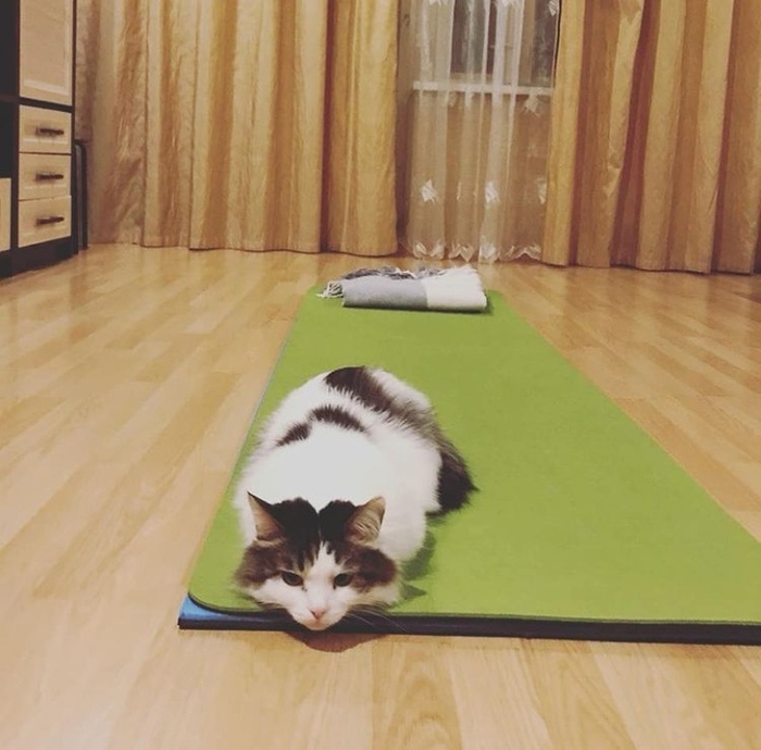 можно ли коту есть осу