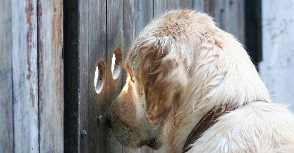 Не имевший любопытства. Любопытная собака. Собака выглядывает. Собака на заборе. Собака за забором.